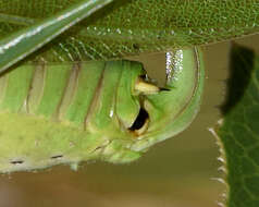 Image of Texas Bush Katydid