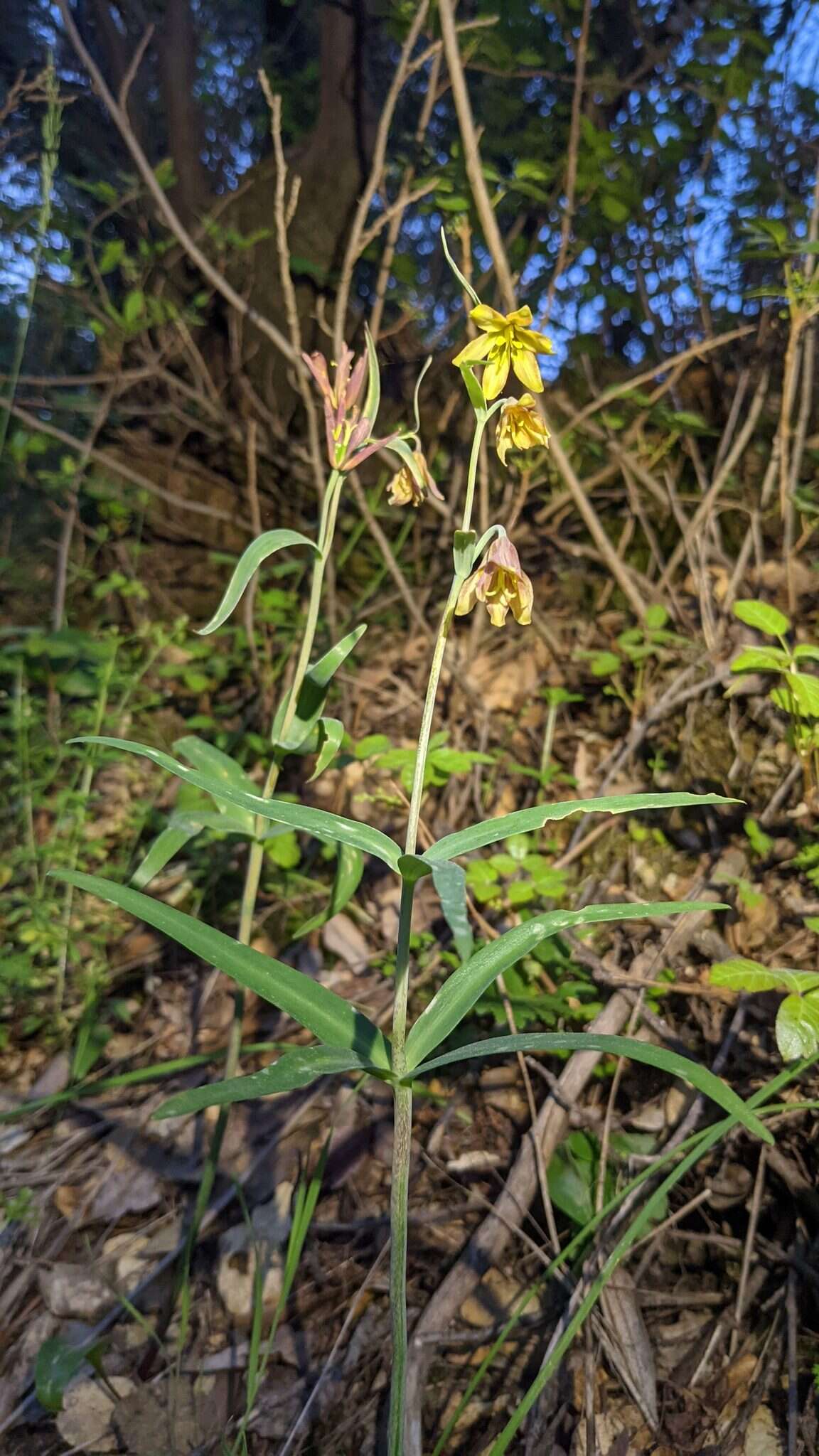 Image of Butte County fritillary