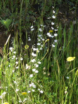 Image of whiteflower navelwort