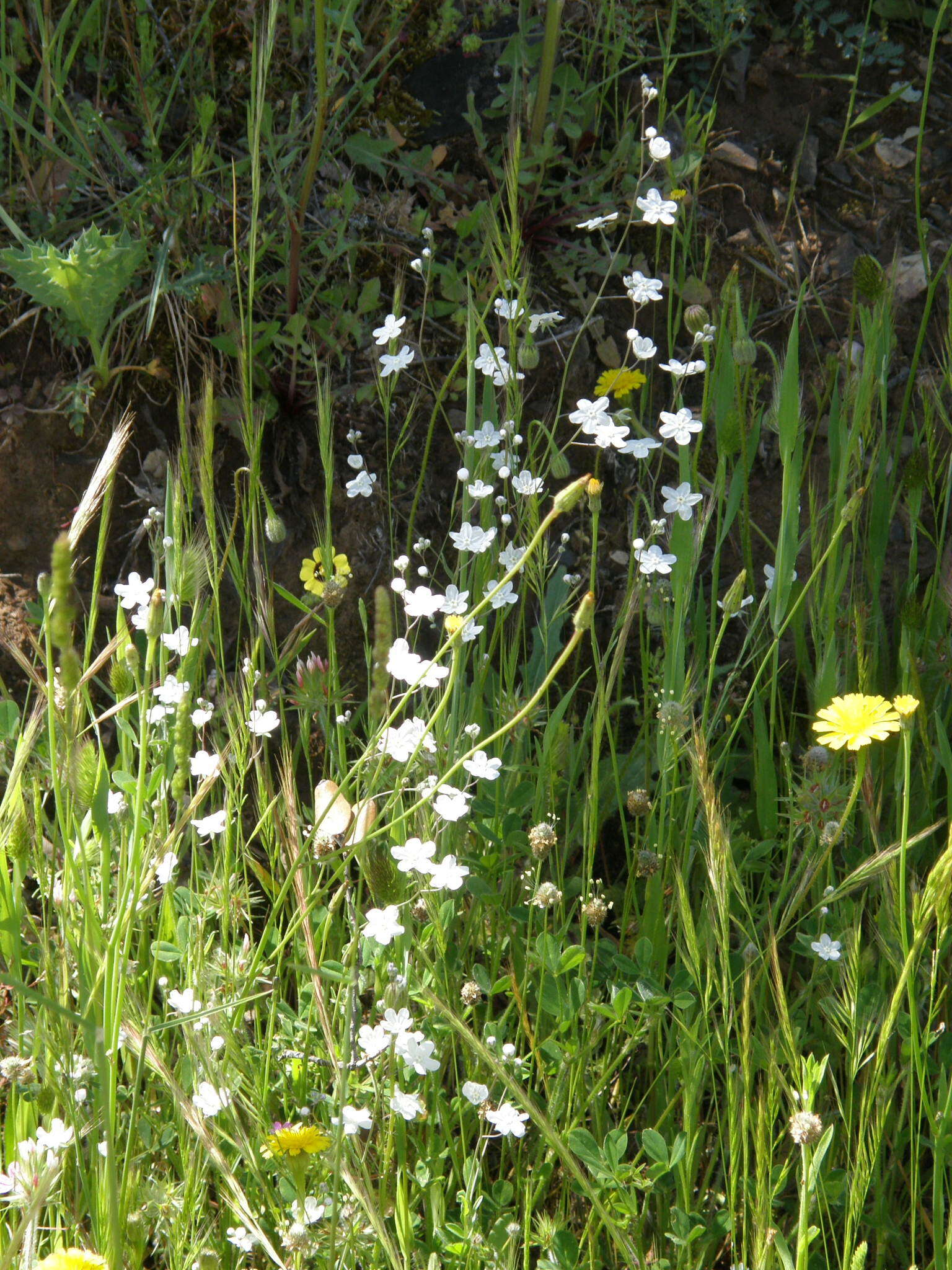 Слика од Iberodes linifolia (L.) Serrano, R. Carbajal & S. Ortiz