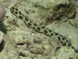 Image of Spotted snake eel