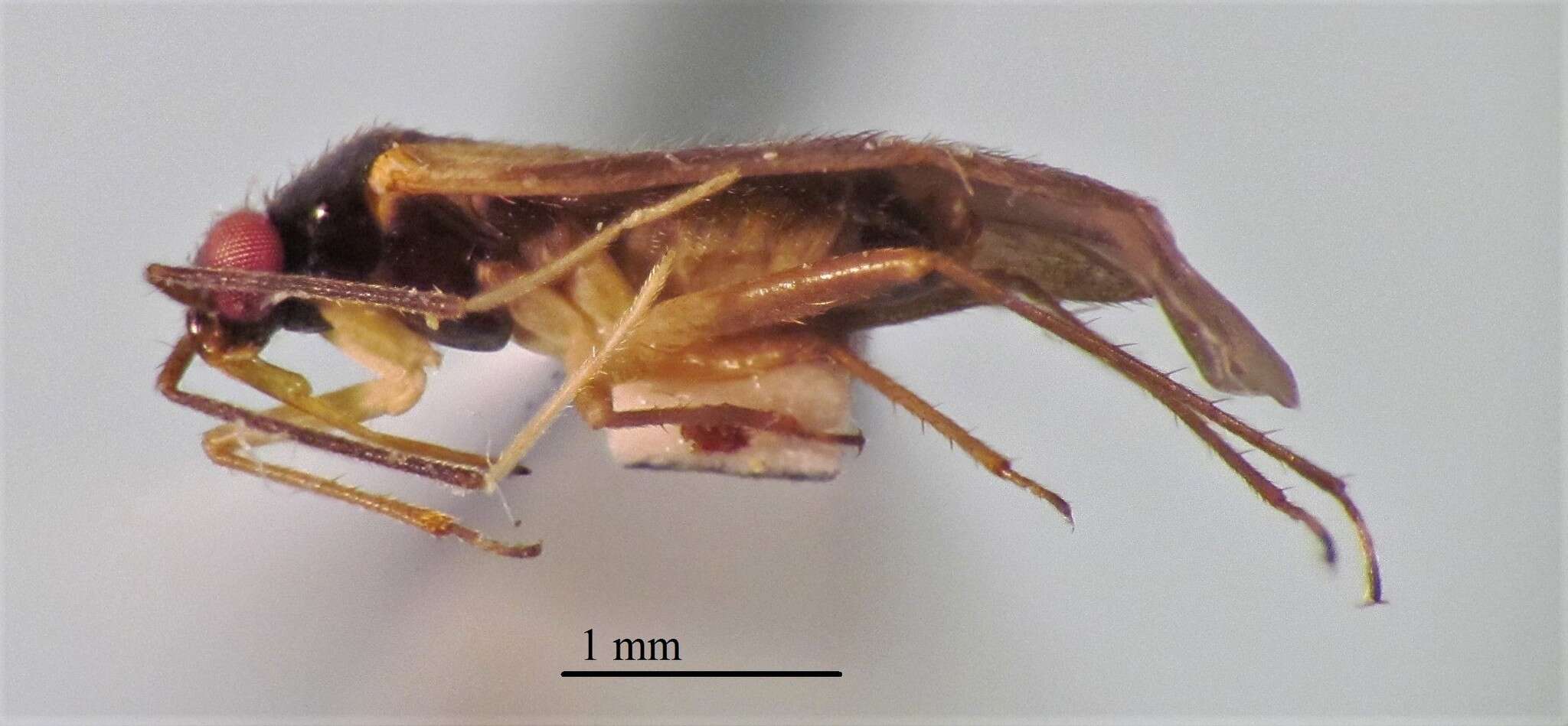 Sivun Orthotylus pennsylvanicus T. Henry 1979 kuva