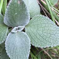 Image of <i>Coleus argentatus</i>