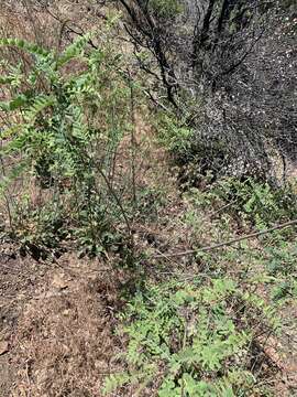 Image of California false indigo