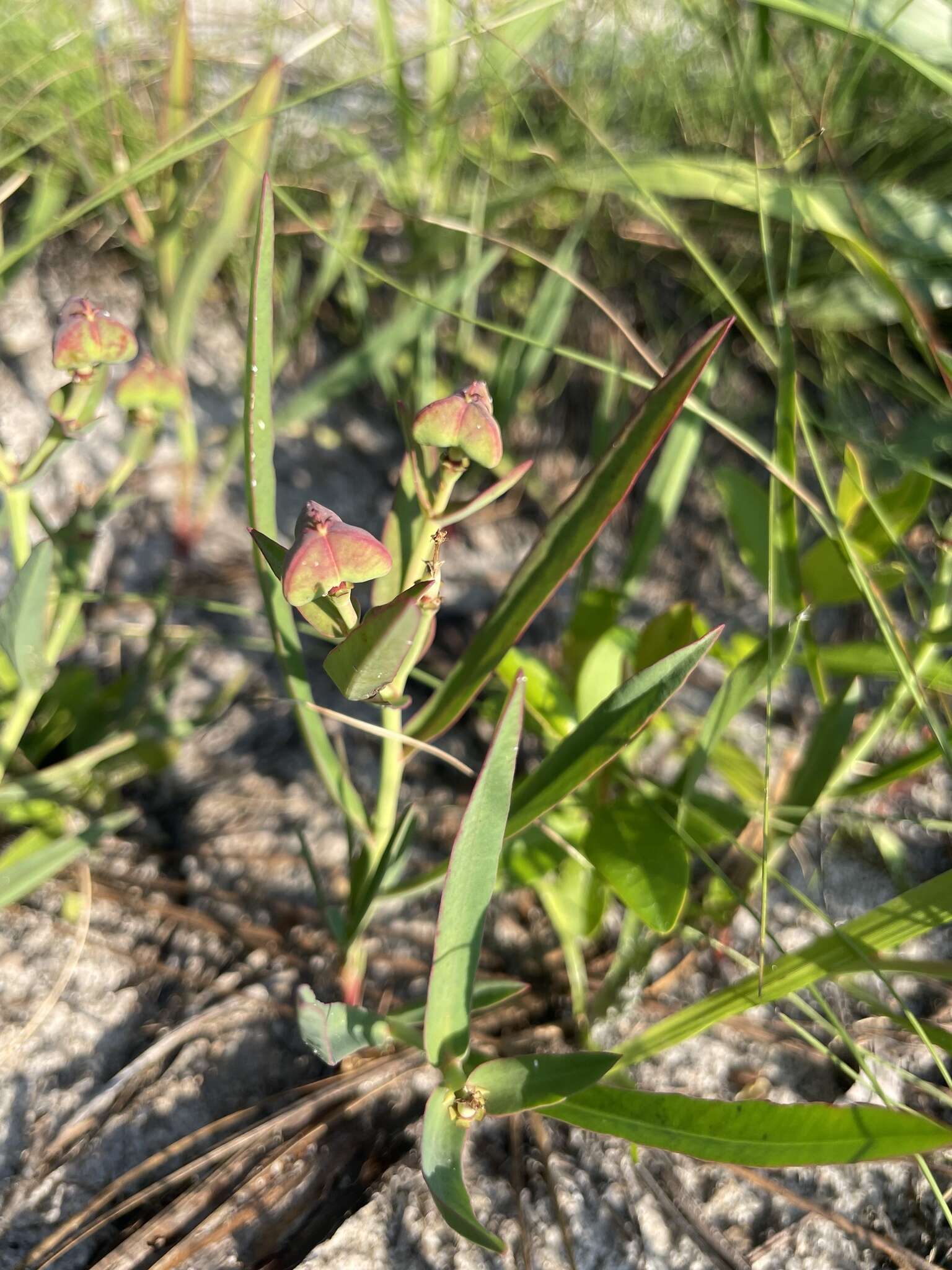 Euphorbia inundata var. inundata resmi