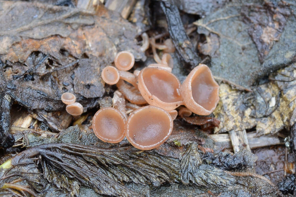 Image de Ciboria amentacea (Balb.) Fuckel 1870