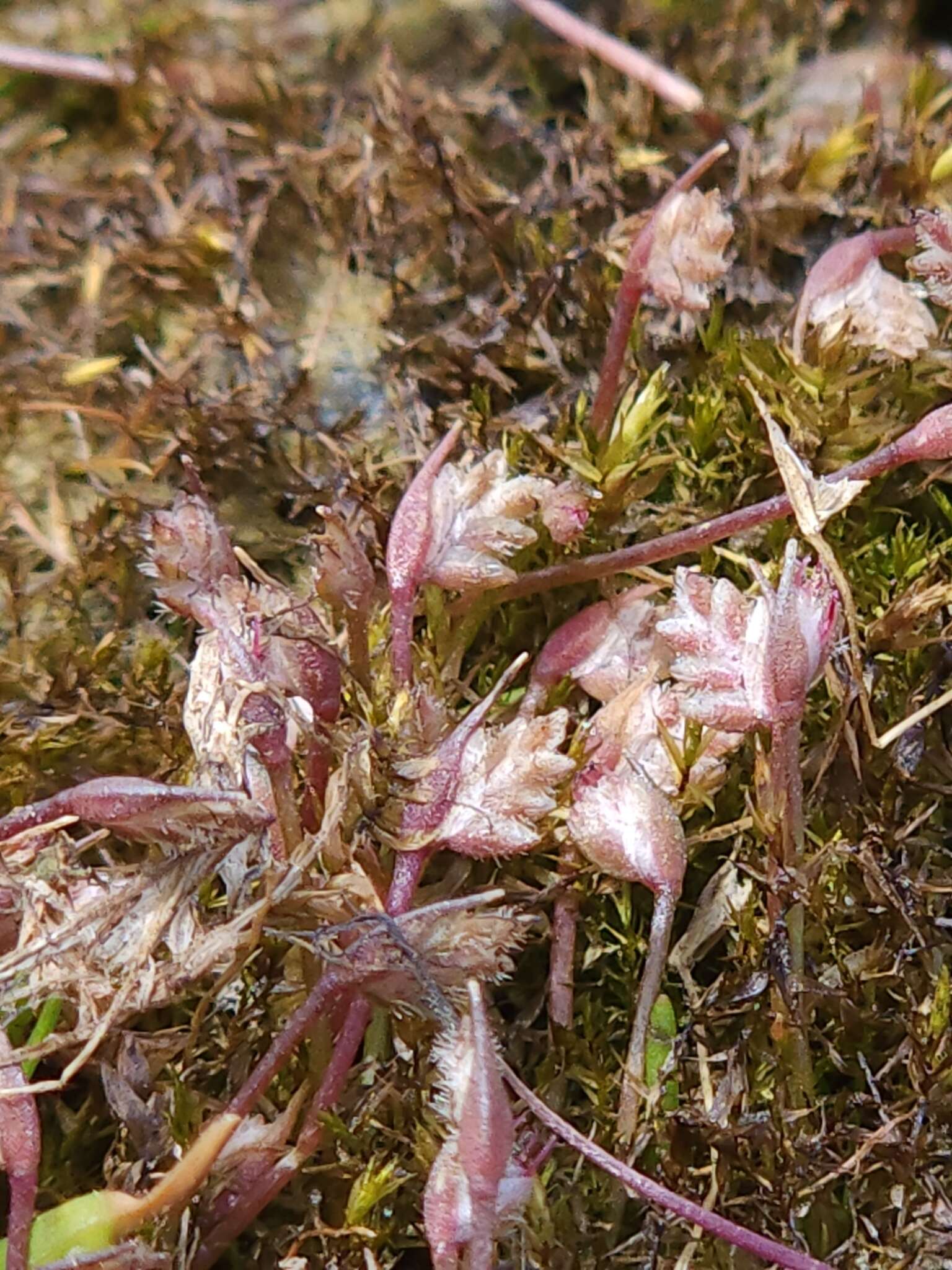 Слика од Aphelia gracilis Sond.