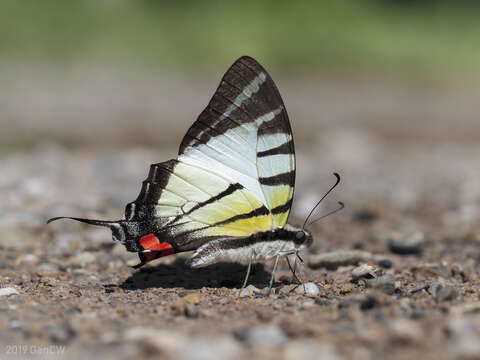 Image de Graphium stratiotes (Grose-Smith 1887)