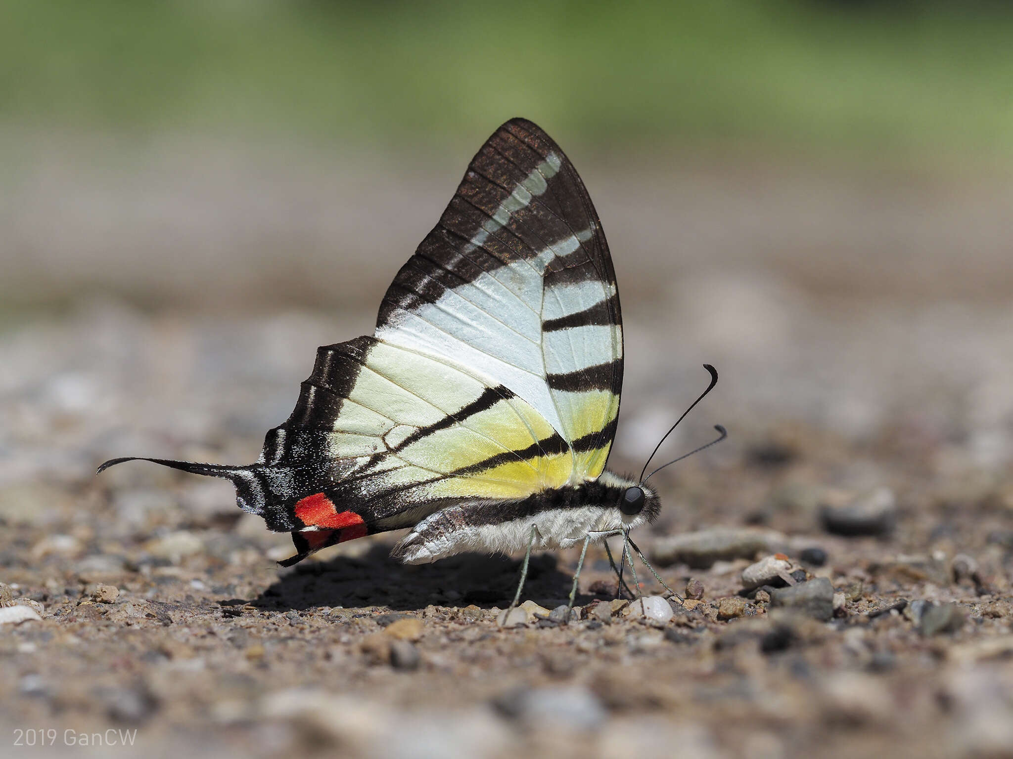 Sivun Graphium stratiotes (Grose-Smith 1887) kuva