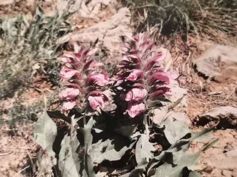 Image of Acanthus dioscoridis L.