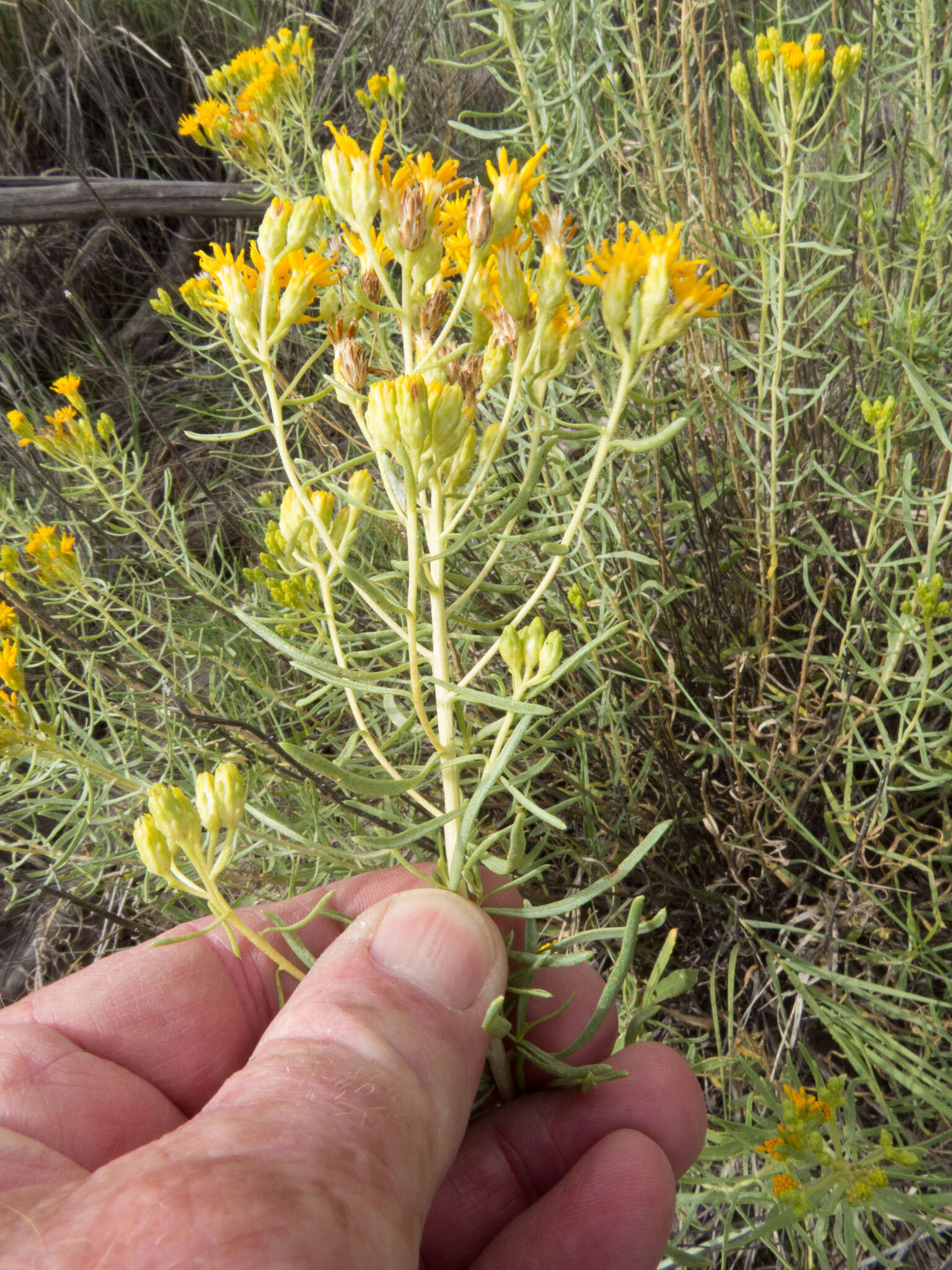 Image of Rusby's goldenbush