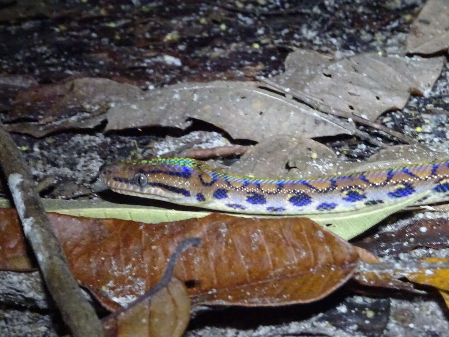 Image of Rainbow Boa