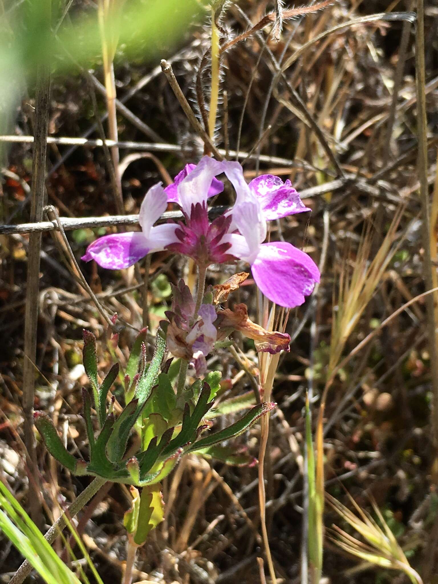 Image de Collinsia bartsiifolia Benth.