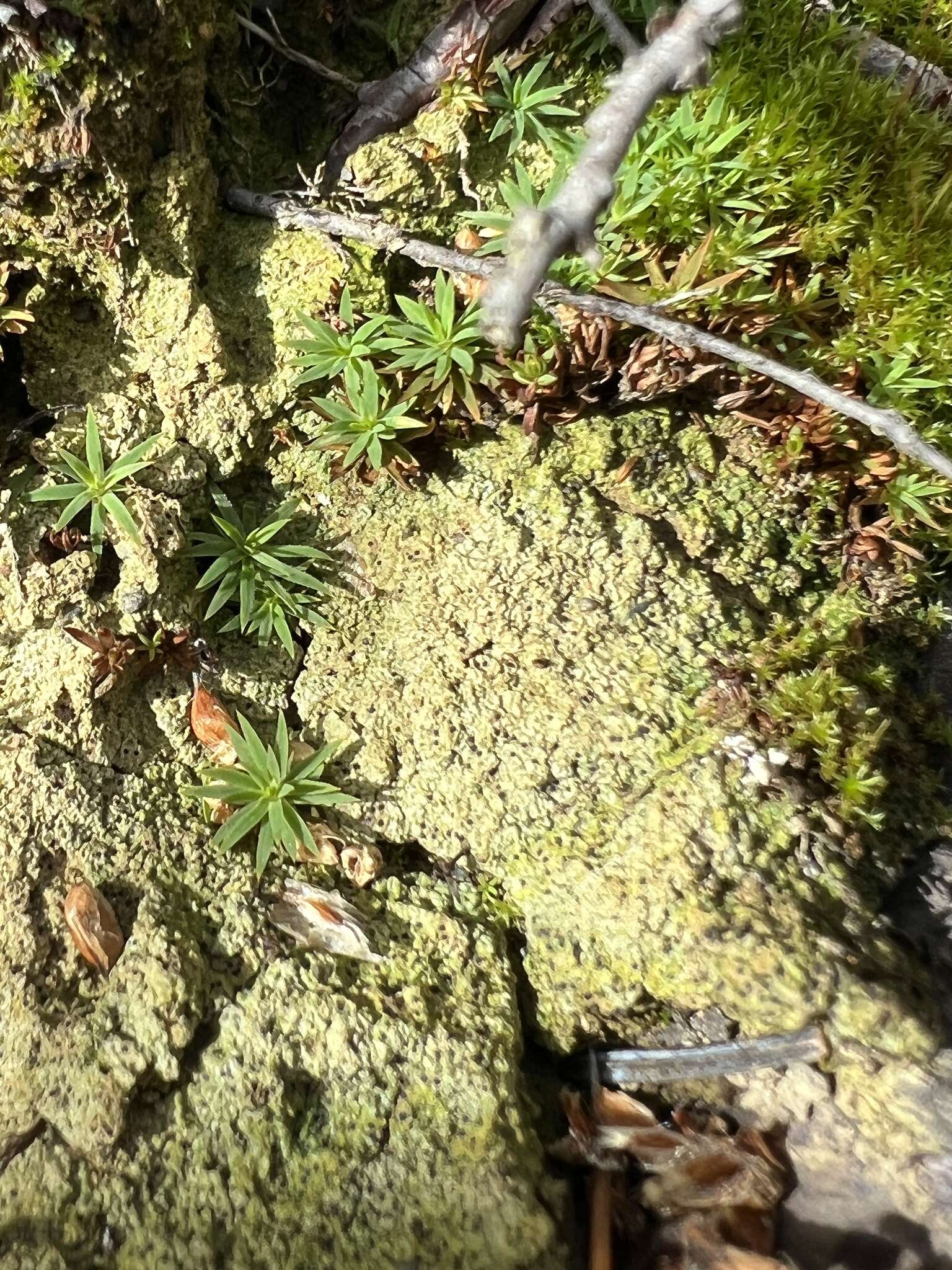 Image of thrombium lichen