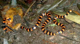 صورة Micrurus multifasciatus (Jan 1858)