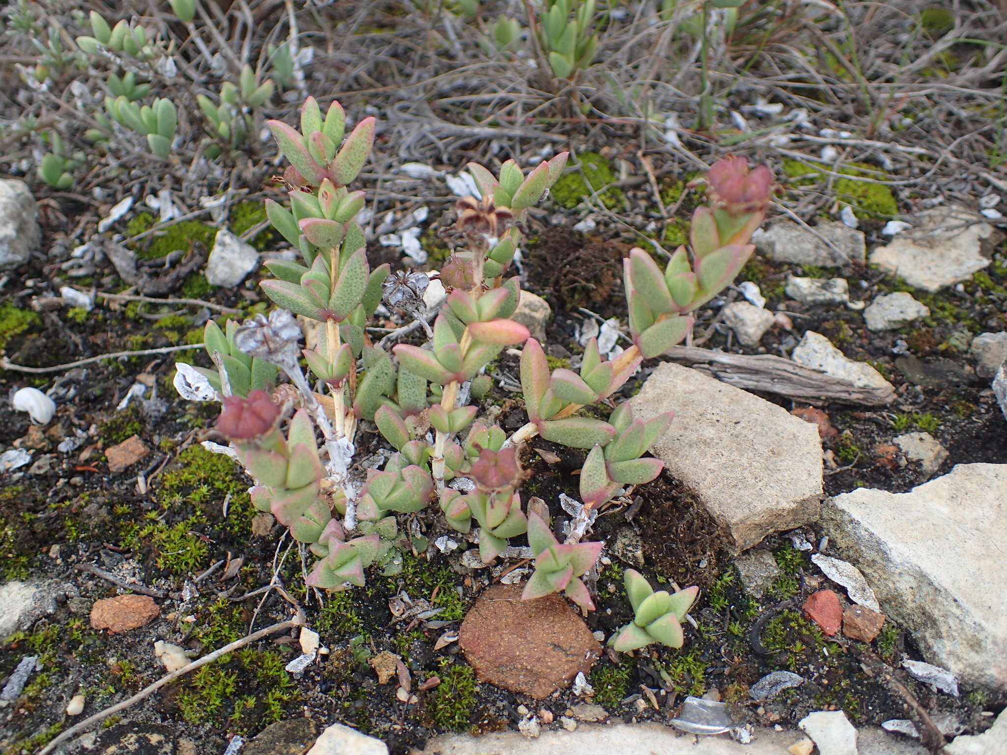 Imagem de Ruschia neovirens Schwant.