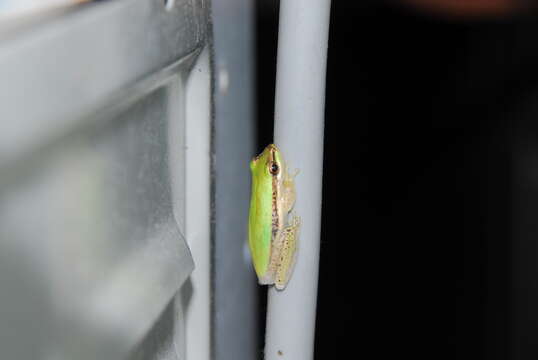 Image of Green Reed Frog