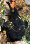 Image of Flagpole Frogfish