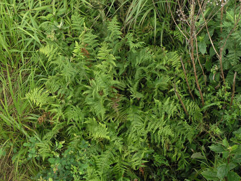 Слика од Athyrium yokoscense (Franch. & Sav.) Christ