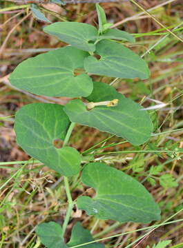 Image of Aristolochia paucinervis Pomel