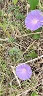 Image of Ipomoea variabilis (Schltdl & Cham.) Choisy