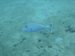 Image of Banded Unicornfish