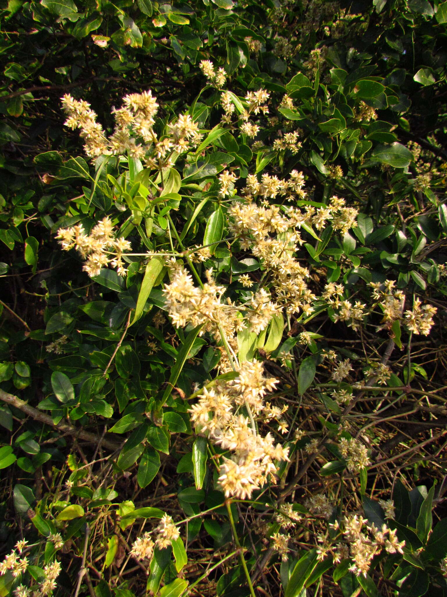 Image of Gomphrena vaga C. Mart.