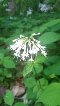 Image of largeflower valerian