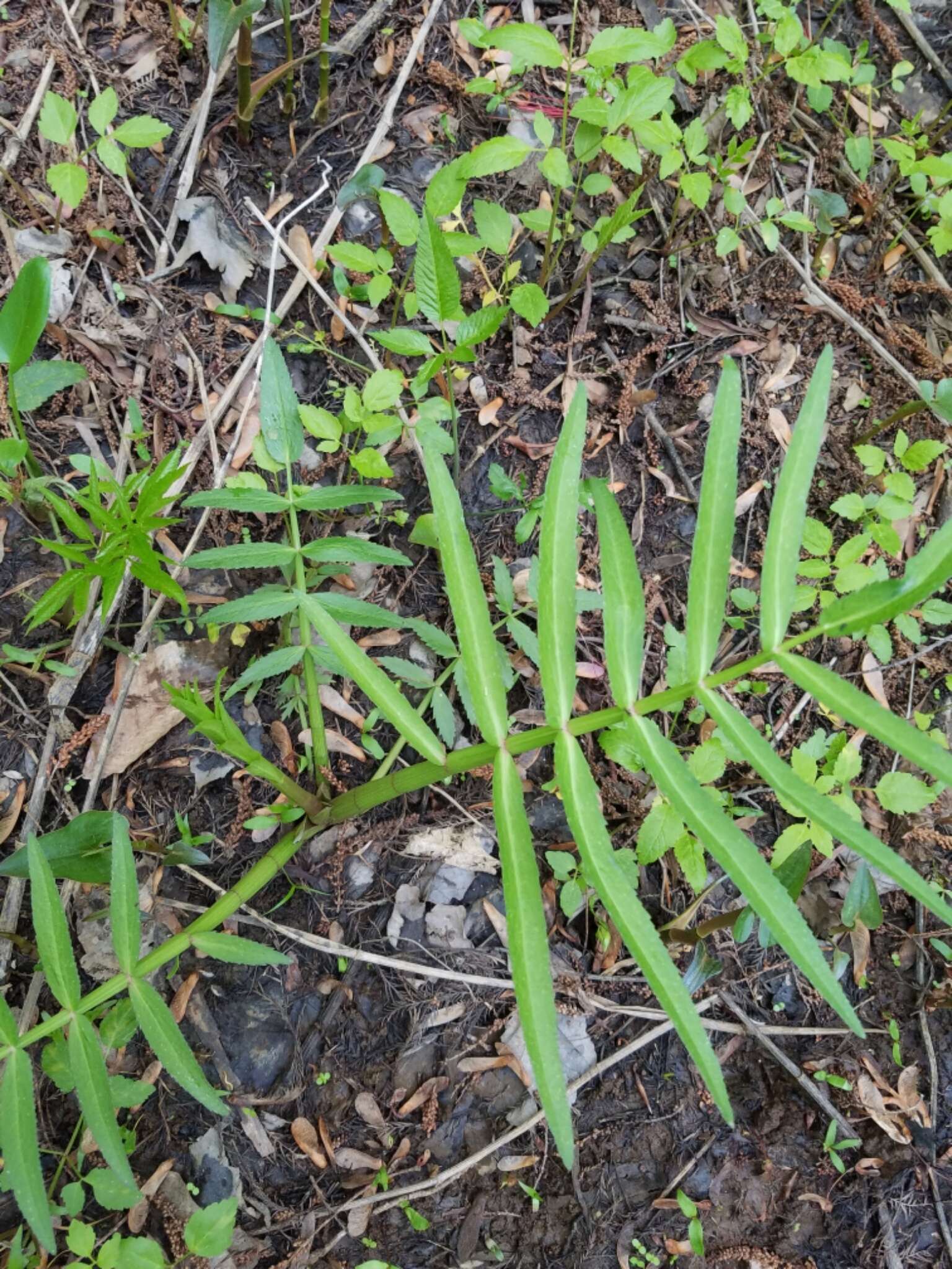 Image of hemlock waterparsnip