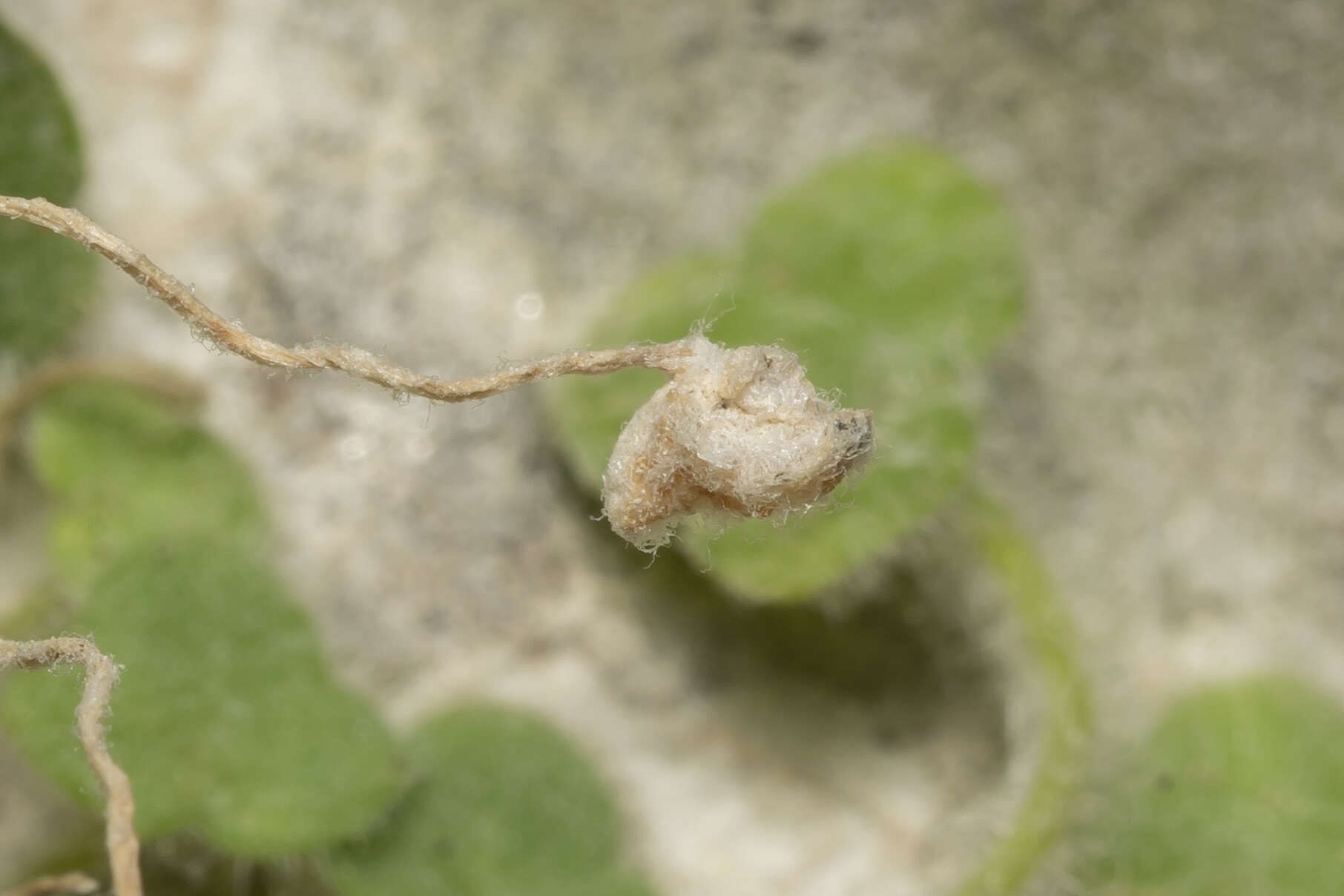 Image of Cymbalaria microcalyx subsp. acutiloba (Boiss. & Heldr.) W. Greuter