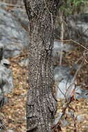 Image of Heliocarpus terebinthinaceus (DC.) Hochr.