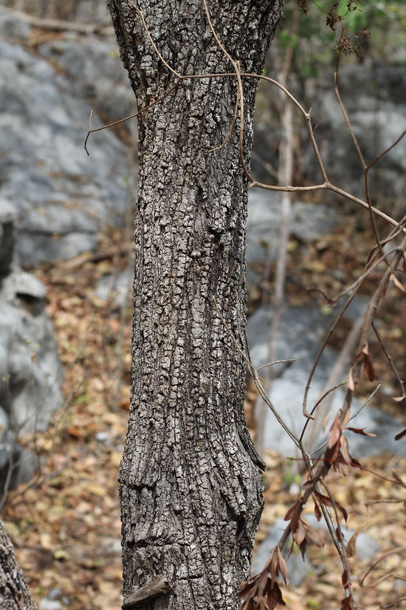 Heliocarpus terebinthinaceus (DC.) Hochr.的圖片