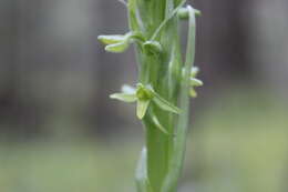 Image of Coenoemersa volcanica (Lindl.) R. González & Lizb. Hern.