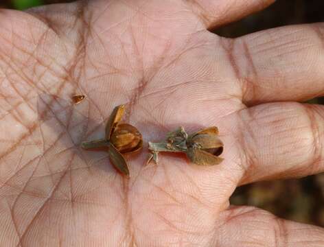 Слика од Ipomoea campanulata L.