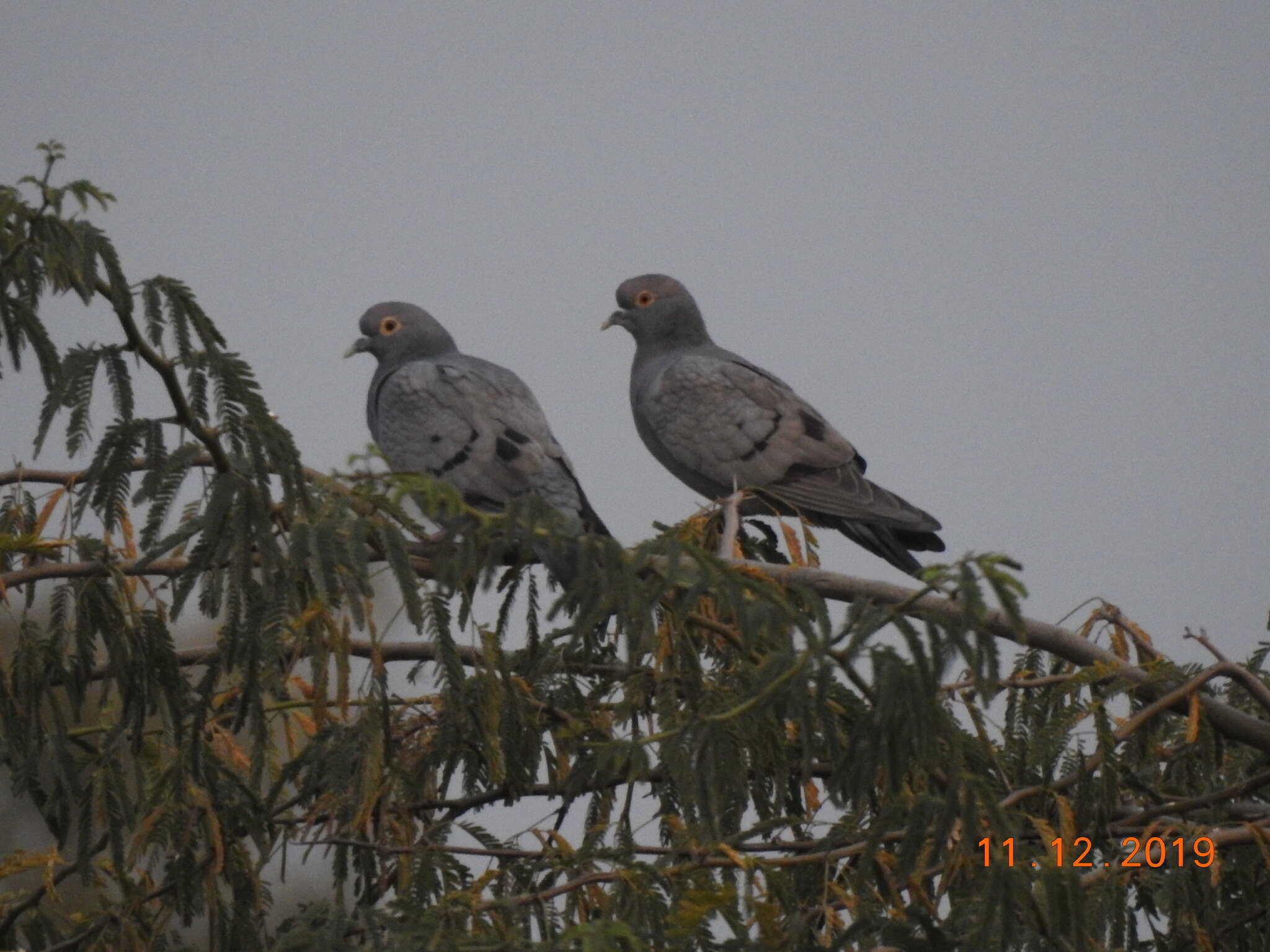 Image of Pale-backed Pigeon