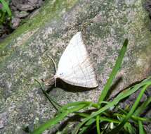 Image of Polypogon tentacularia Linnaeus 1758