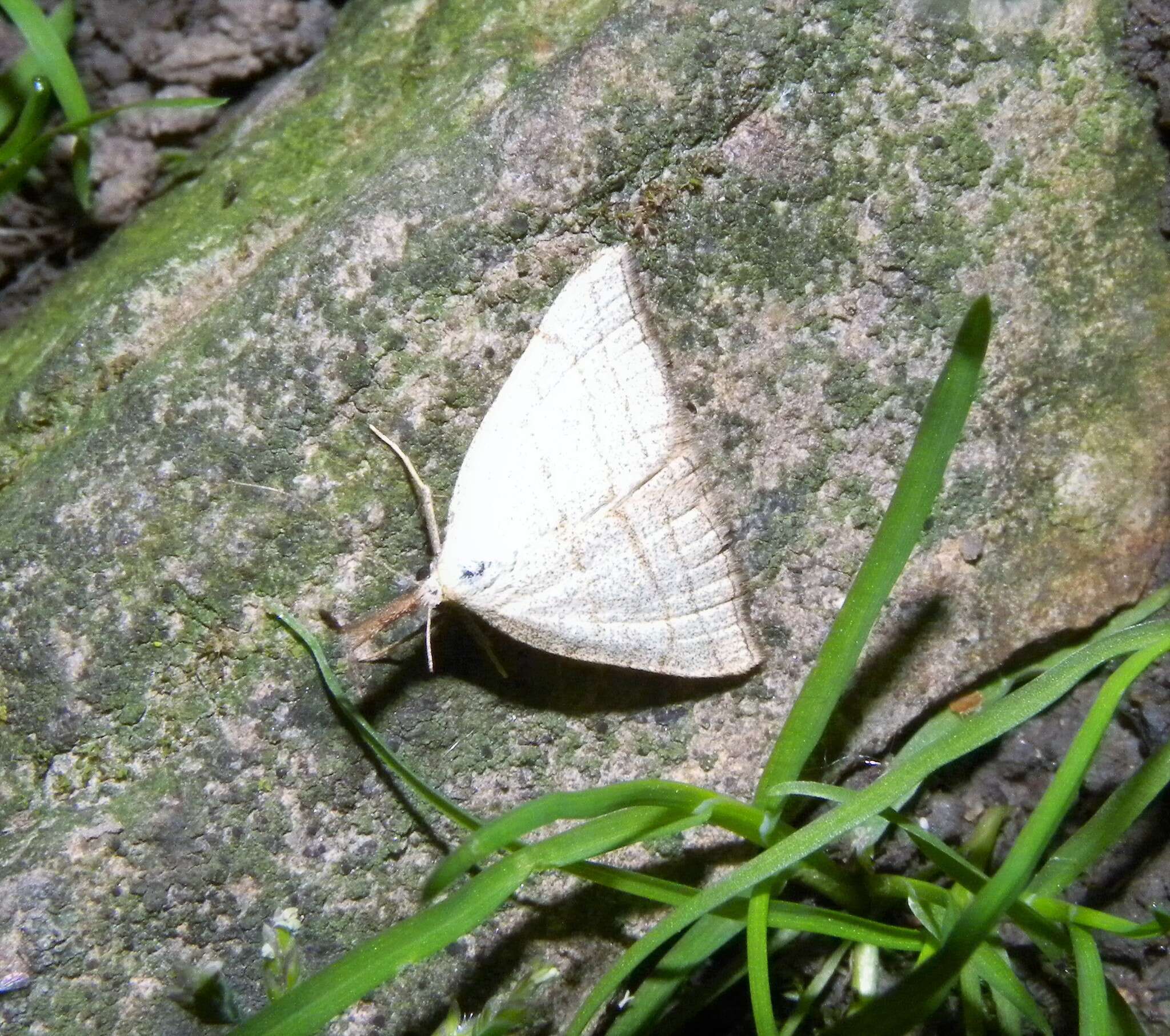 Imagem de Polypogon tentacularia Linnaeus 1758