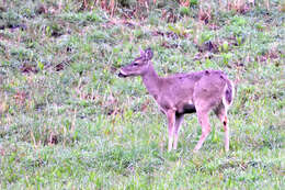 Image of Odocoileus virginianus ustus Trouessart 1910