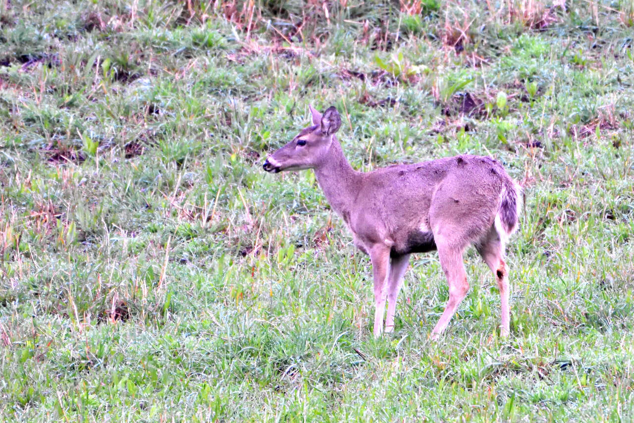 Image of Odocoileus virginianus ustus Trouessart 1910