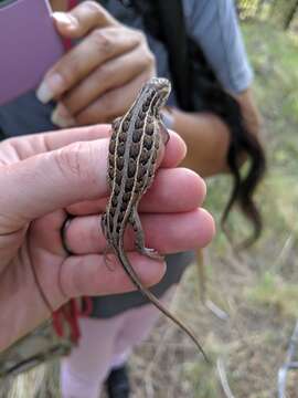 Image of Slevins’s Bunch Grass Lizard