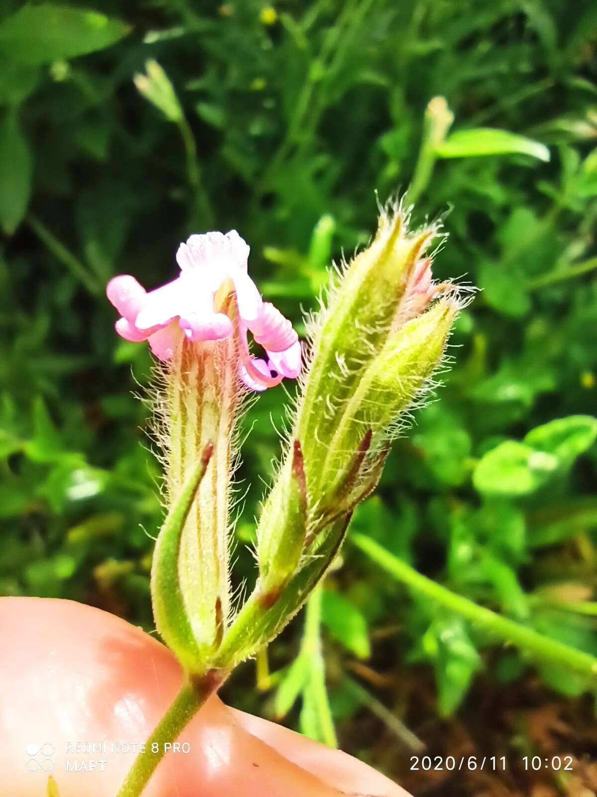 Silene bellidifolia Jacq.的圖片