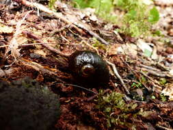 Image of New Zealand microsnails