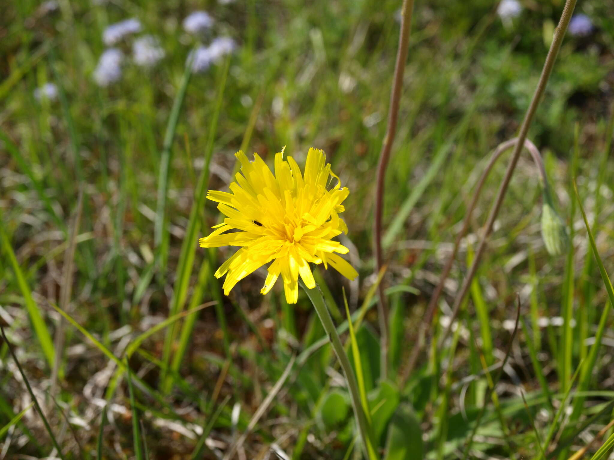 Image of Leontodon incanus (L.) Schrank