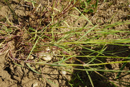 Image of Dianthus serotinus Waldst. & Kit.