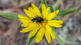 Plancia ëd Diabrotica cristata (Harris 1836)