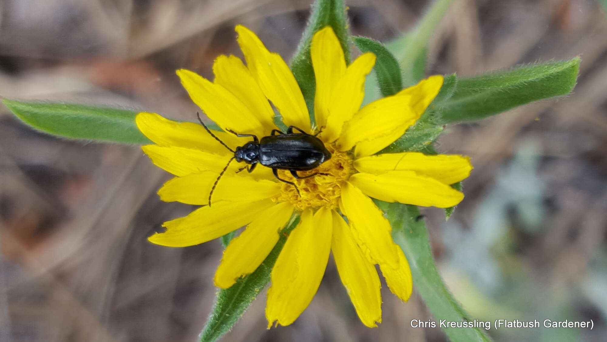 Diabrotica cristata (Harris 1836) resmi