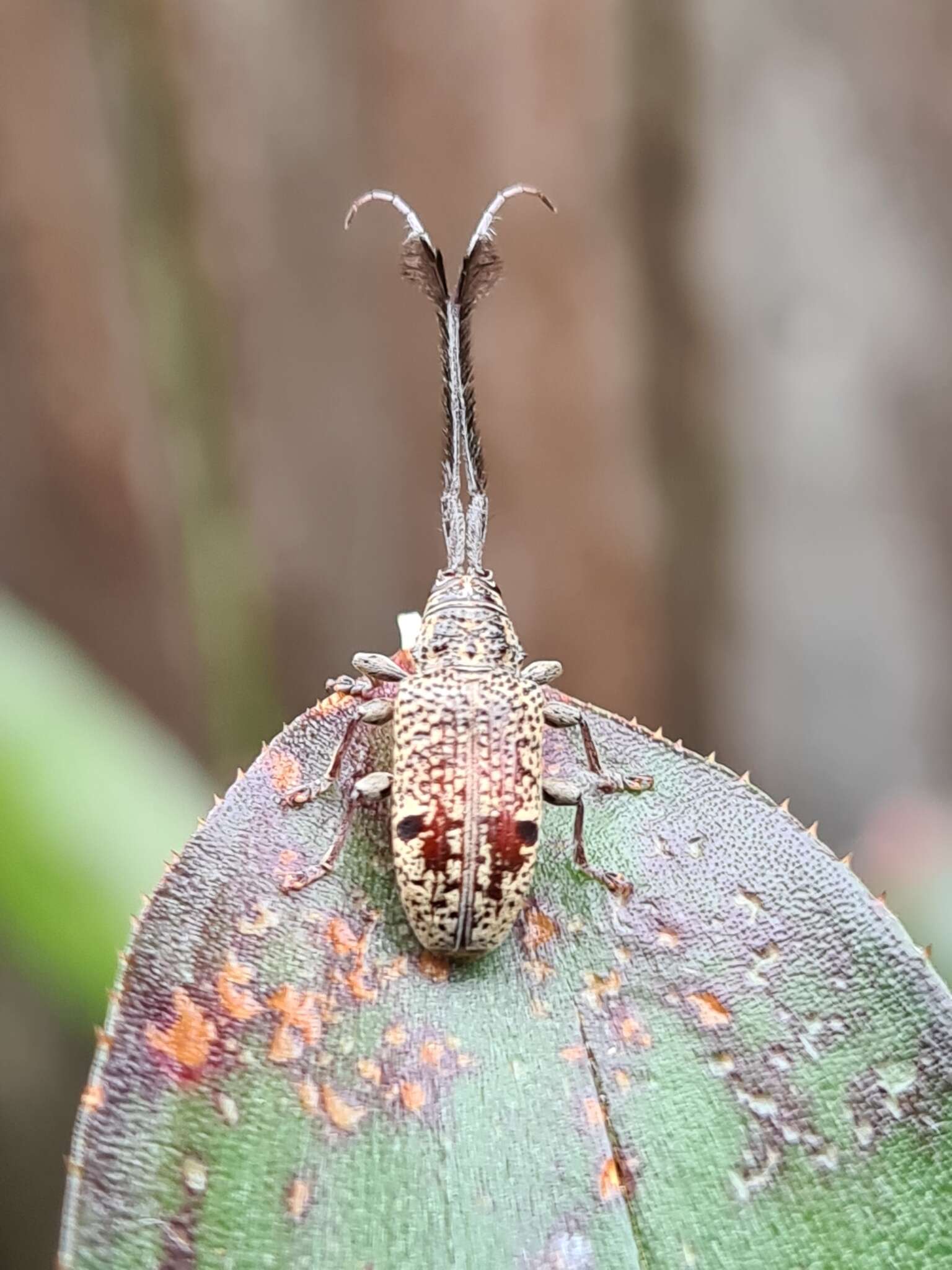 Image of Thyada barbicornis (Pascoe 1859)