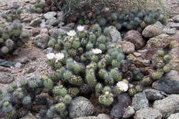 Image of Tephrocactus alexanderi (Britton & Rose) Backeb.