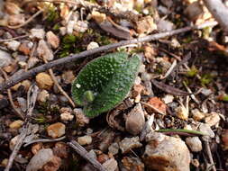 Image of Caladenia gemmata Lindl.