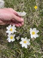 Pulsatilla alpina subsp. millefoliata (Bertol.) D. M. Moser resmi